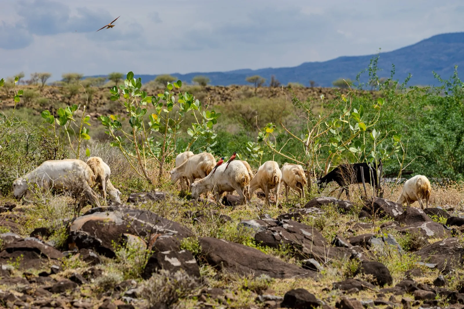 Savannah plains in Awash National Park
