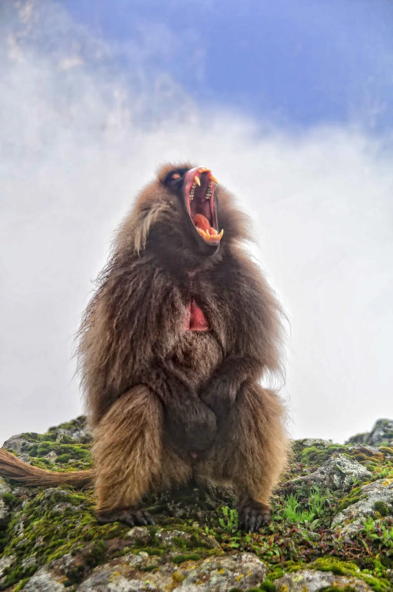 A male gelada sitting on grassland at Chenek