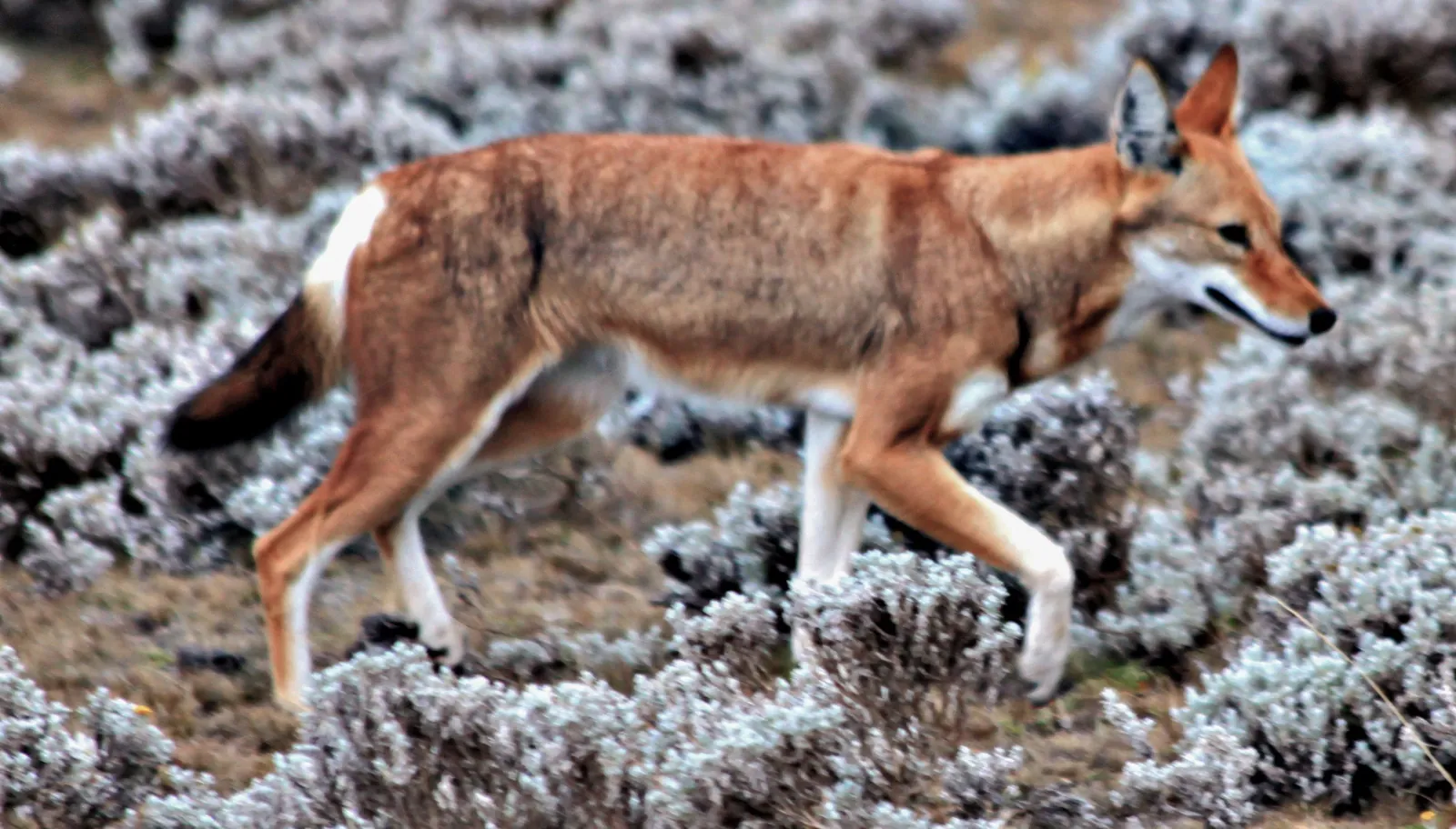 Ethiopian wolf standing in the Bale Mountains landscape