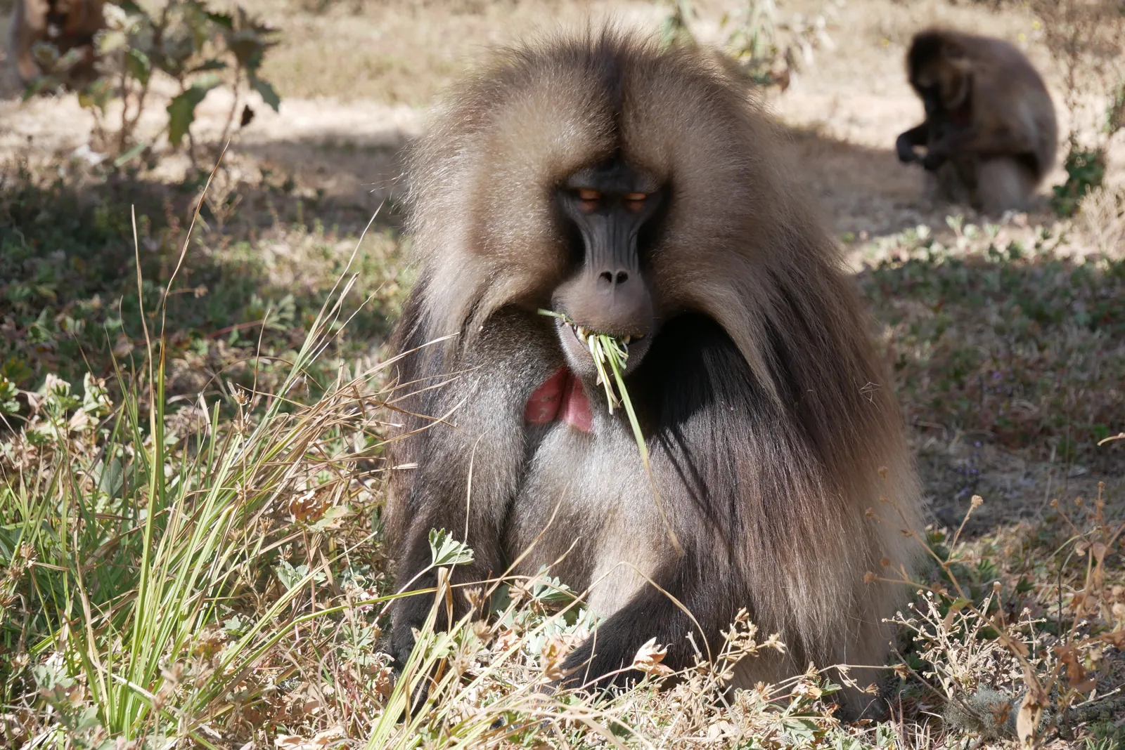 A gelada sitting in grass in Ethiopia