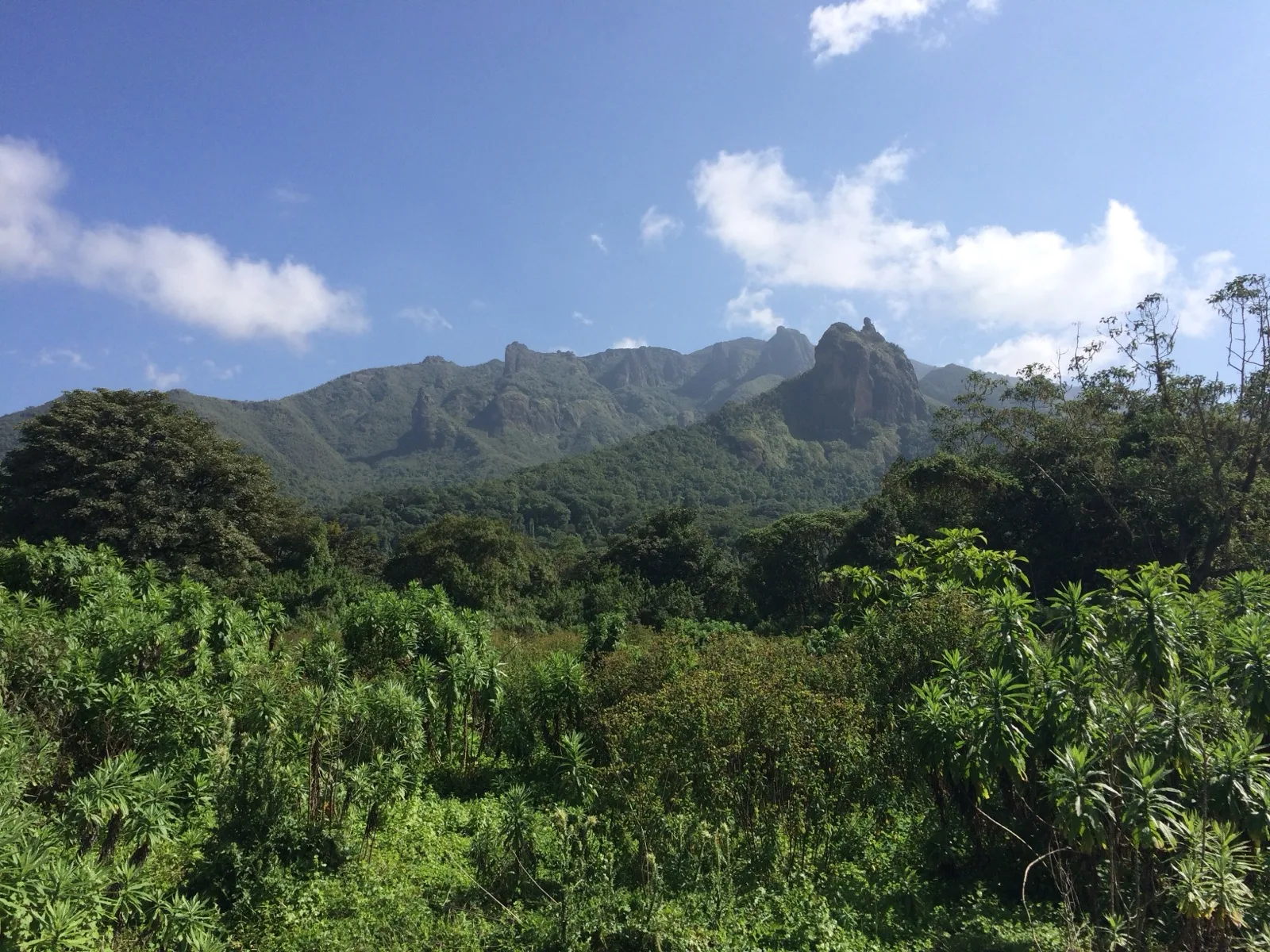 The Harenna Forest below the Bale Mountains