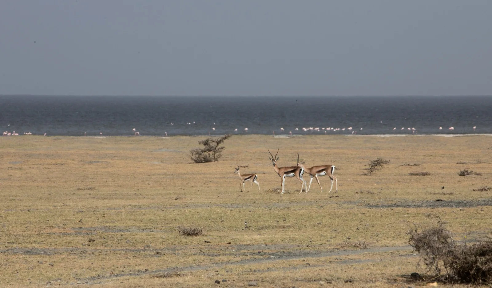Grant's gazelles on the shore of Lake Abijatta