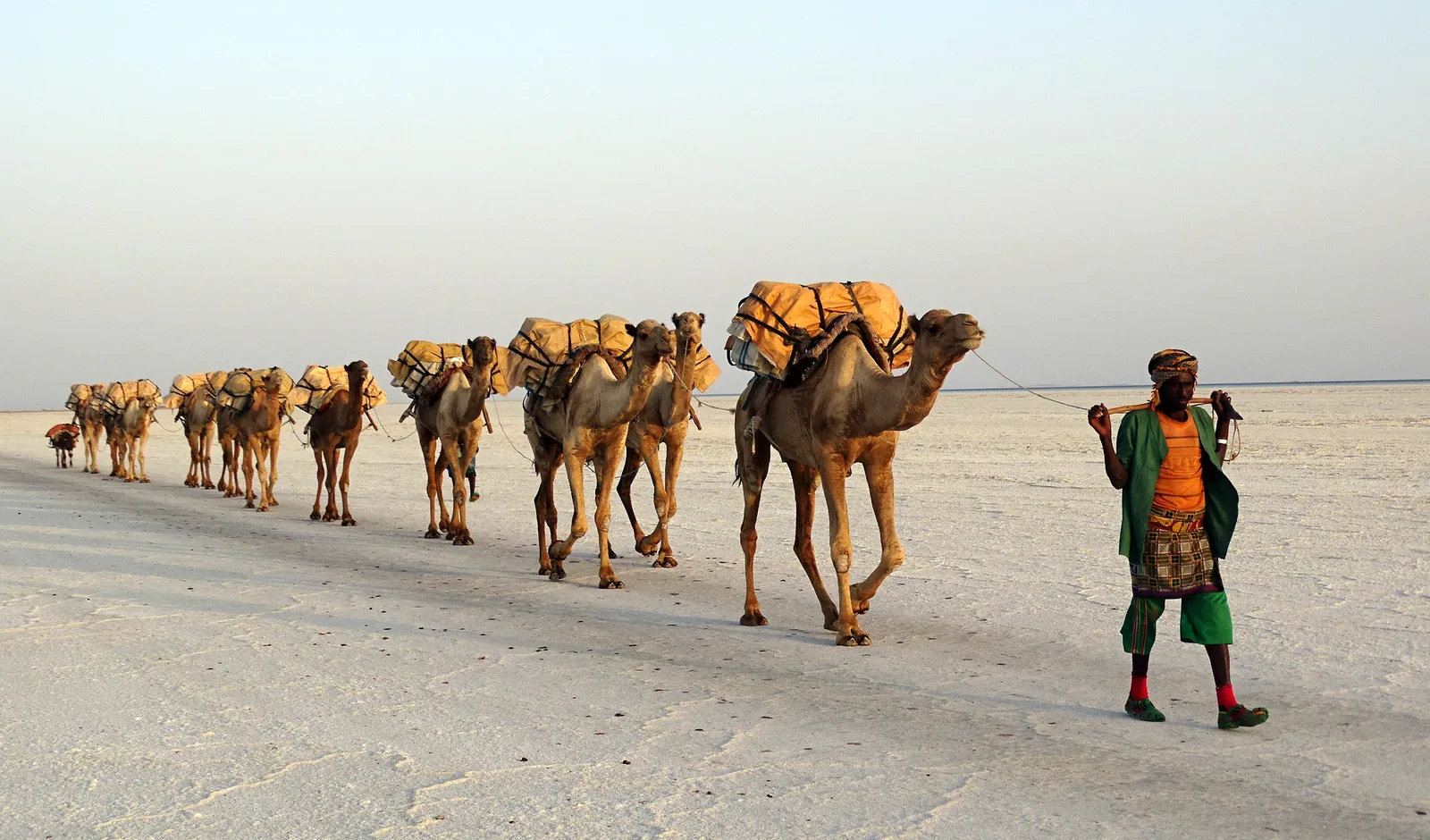 A long camel train carrying salt across the white Lake Assale flats