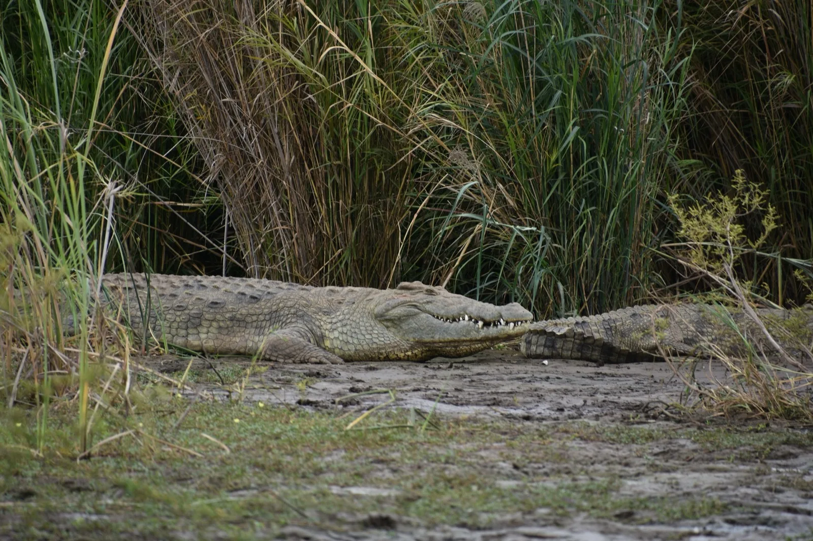 A Nile crocodile resting on the shore of Lake Chamo