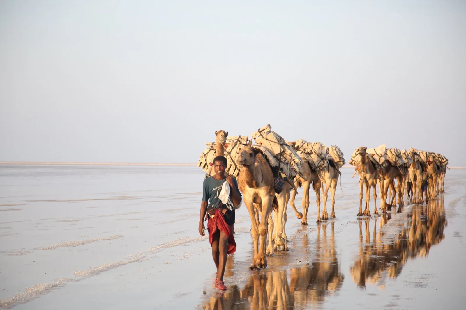 Camels carrying salt blocks across the Danakil