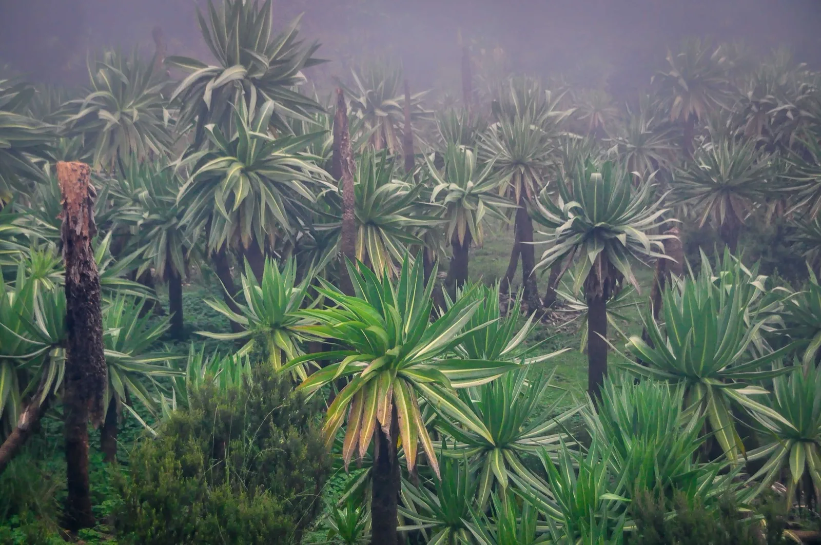 Giant lobelias standing on a Simien hillside