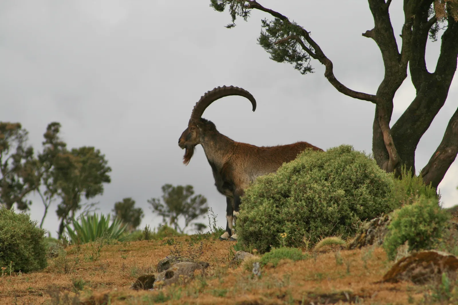 Walia ibex with curved horns standing beside shrubs and a tree